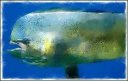 dolphin-fish-ii1