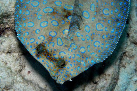 Blue Fish Dreaming In Bonaire