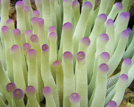 Bonaire - Purpled Tipped Anemone - small Bonaire - Purpled Tipped Anemone - small