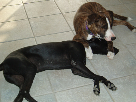 Bonaire Mutts We Love Bonaire Mutts We Love