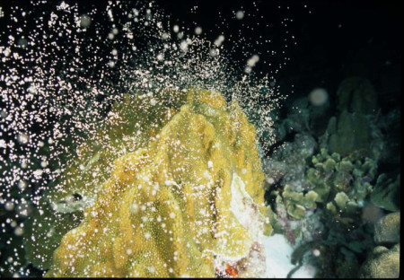 bon coral spawnning5